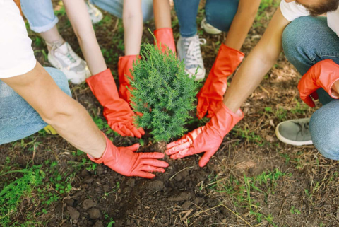 Profile picture of [TOC] Taking Action for a Sustainable Future
